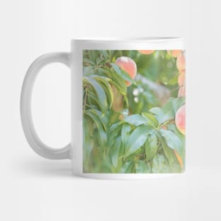 Ripe Summer Peaches in an Okanagan Orchard Mug